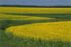 Canola fields.jpg (8841 bytes)