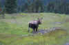 Moose.jpg (10969 bytes)